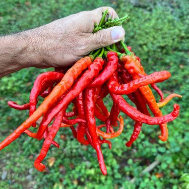 Thunder Cayenne - Seeds - The Pepper Pantry (Formerly Marie Sharp's)